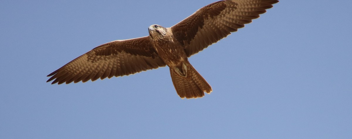 Falco laggar - ML120403661