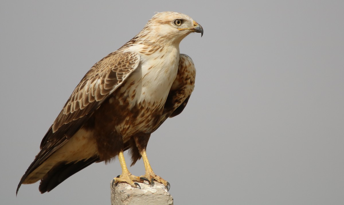 Long-legged Buzzard - ML120404121