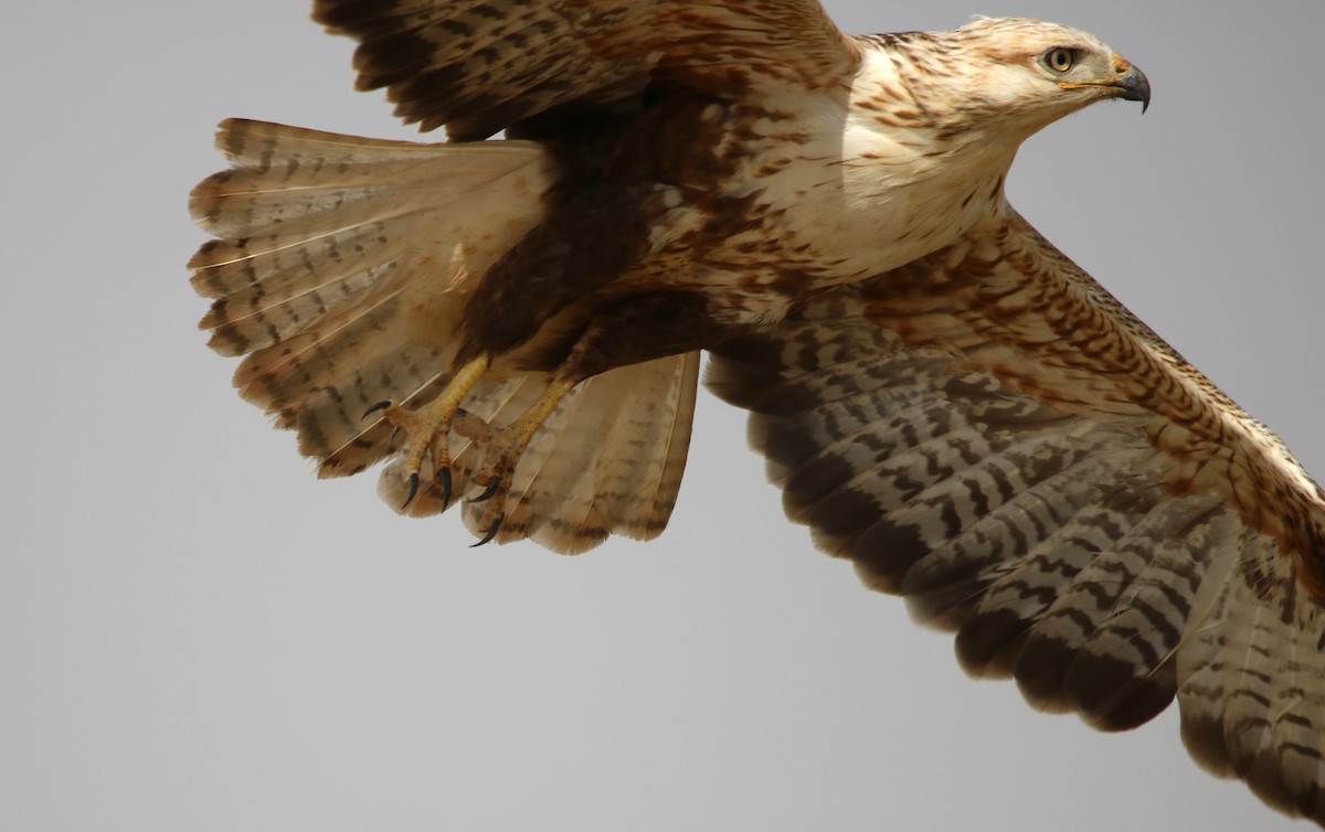 Long-legged Buzzard - ML120404141