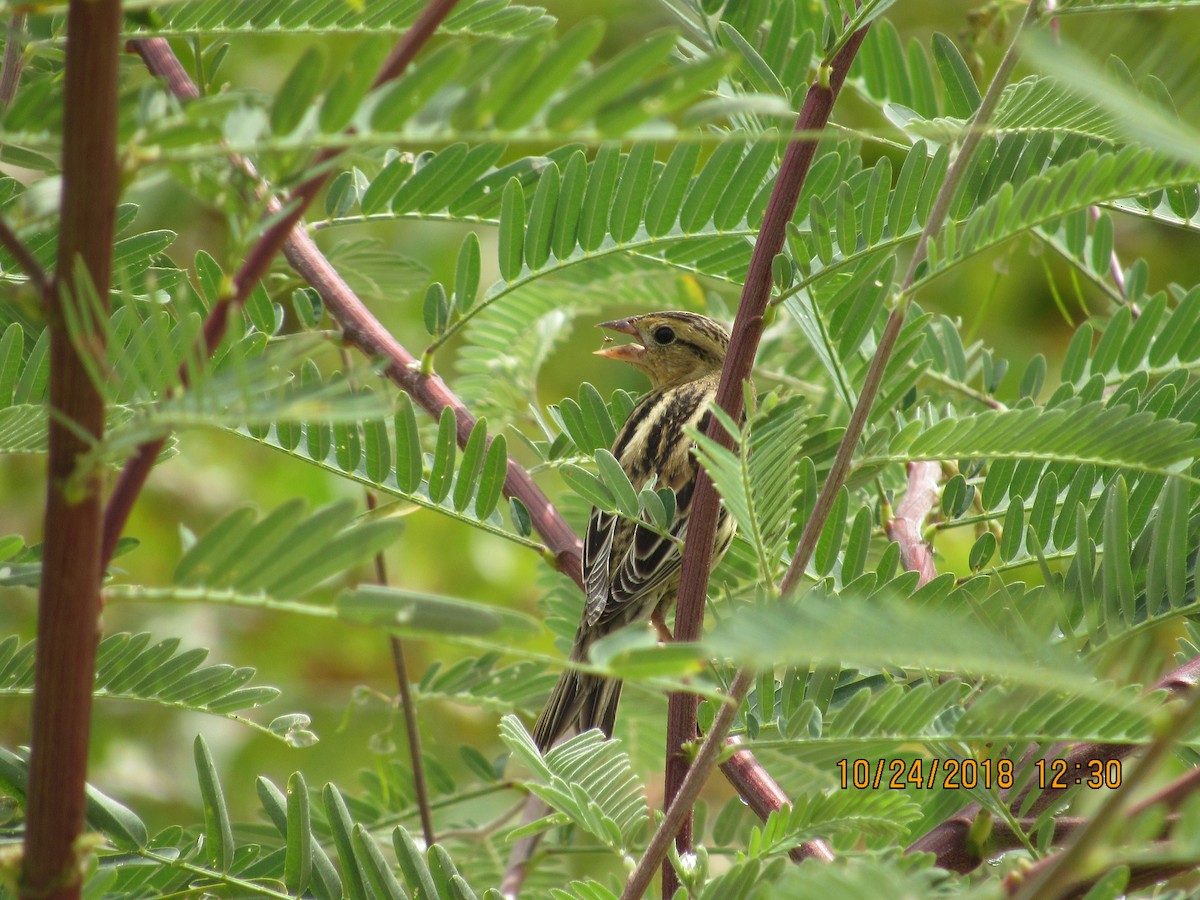 Bobolink - ML120406801