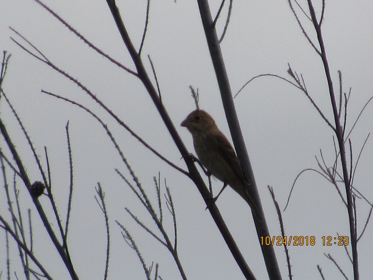 Indigo Bunting - ML120407561