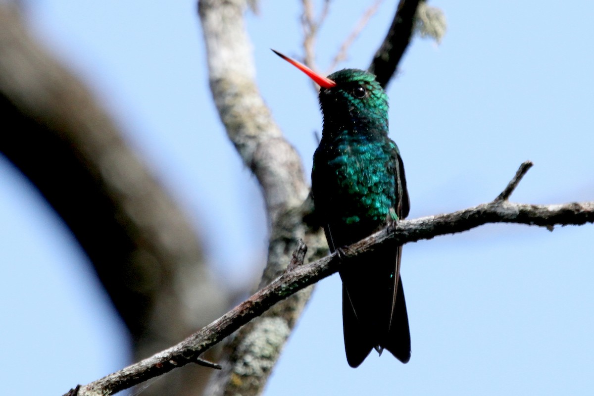 Glittering-bellied Emerald - Pedro Ayres