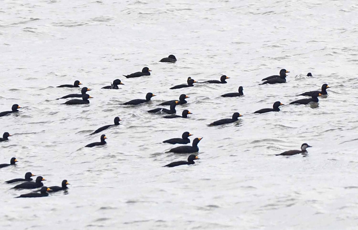 Black Scoter - ML120408121