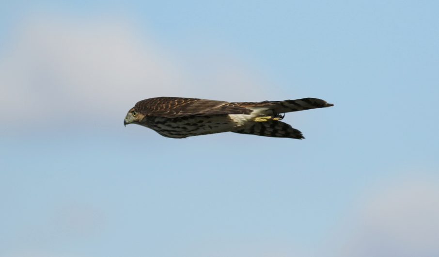 Cooper's Hawk - ML120408641