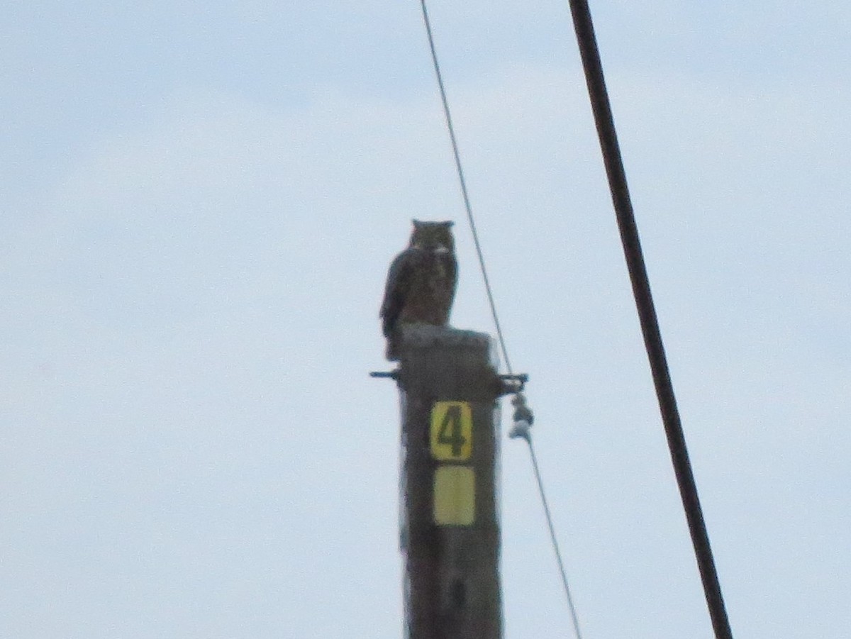 Great Horned Owl - ML120408701