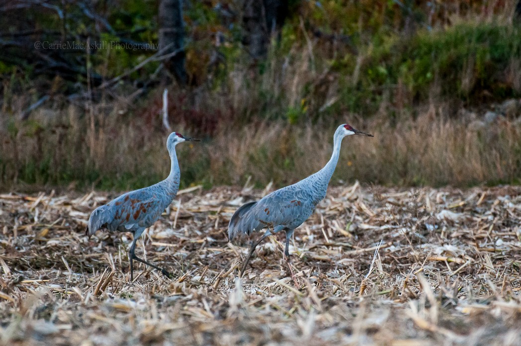 Grulla Canadiense - ML120409781