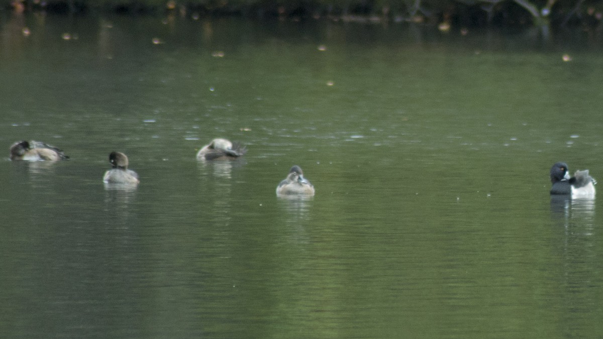 Ring-necked Duck - Jasper Weinberg