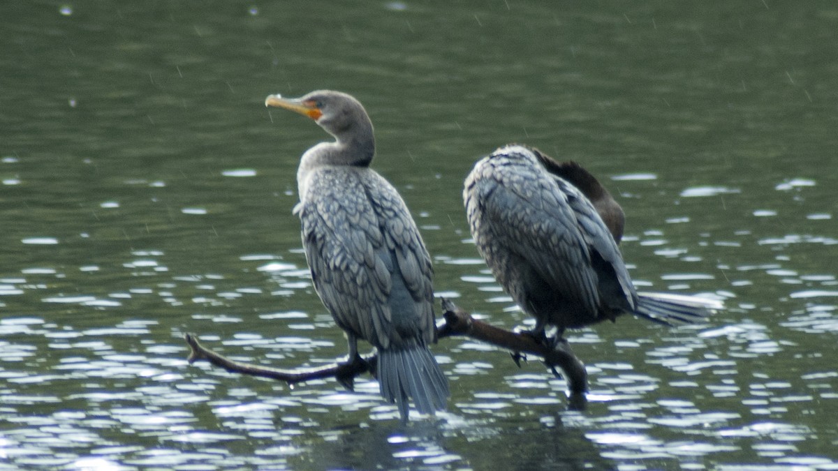 Double-crested Cormorant - Jasper Weinberg