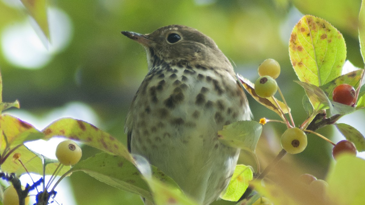 Hermit Thrush - Jasper Weinberg