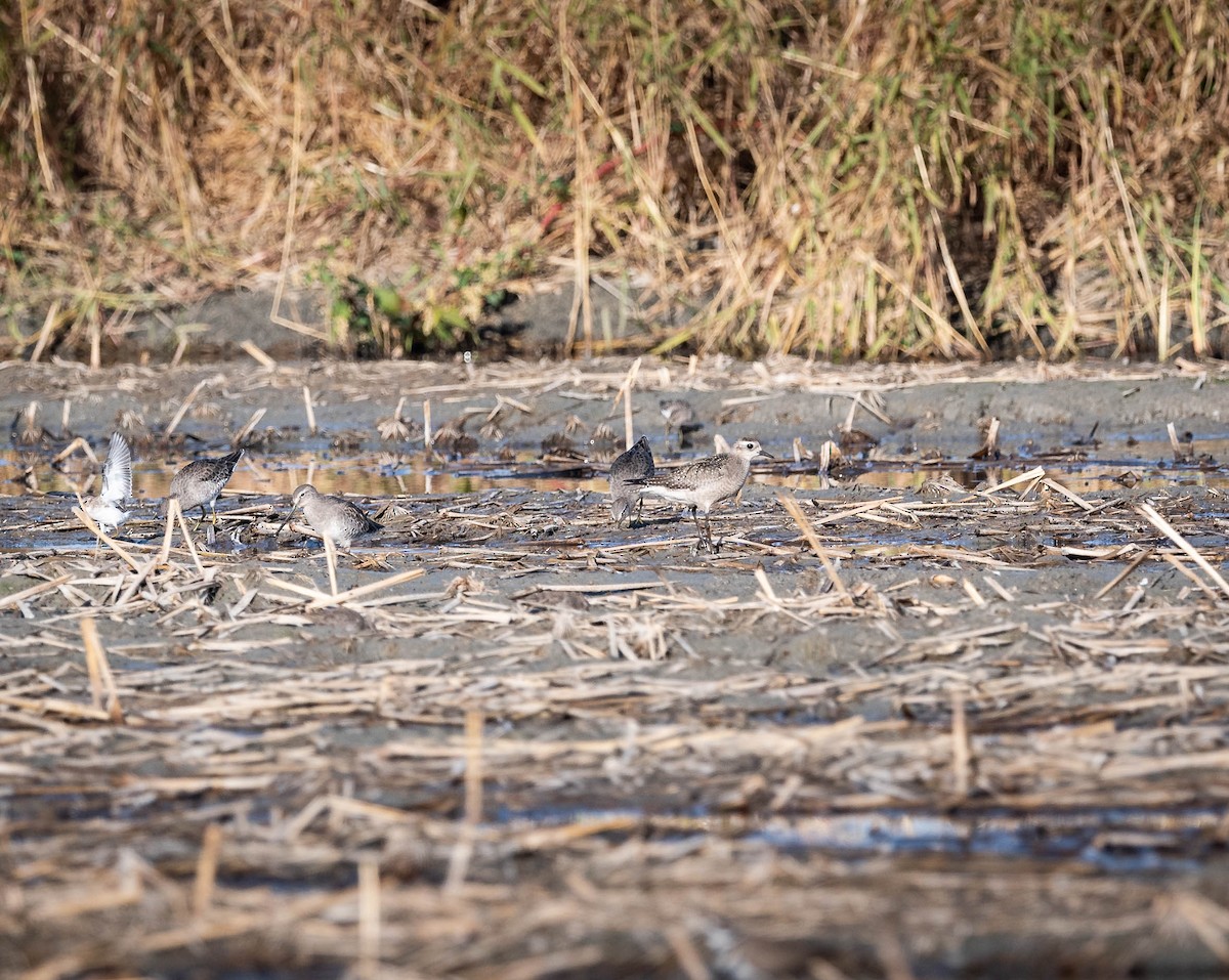 American Golden-Plover - ML120411411