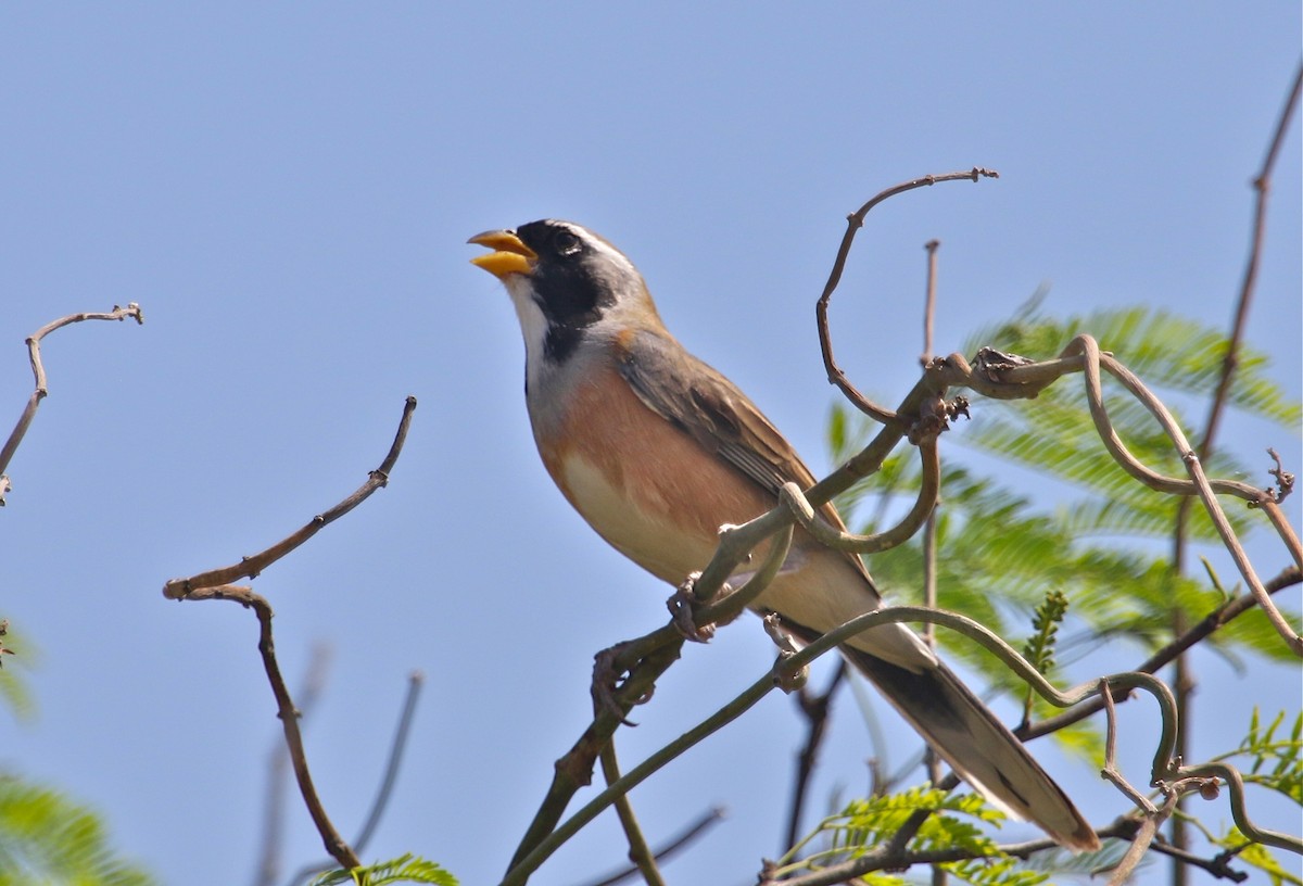 Many-colored Chaco Finch - ML120412771
