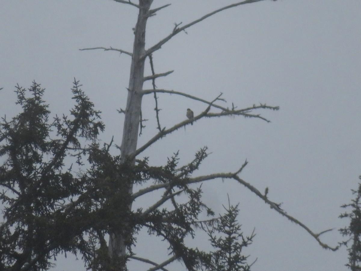 Peregrine Falcon (North American) - ML120412821