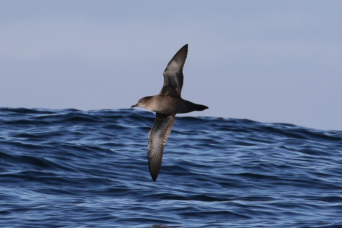 Sooty Shearwater - Blair Dudeck