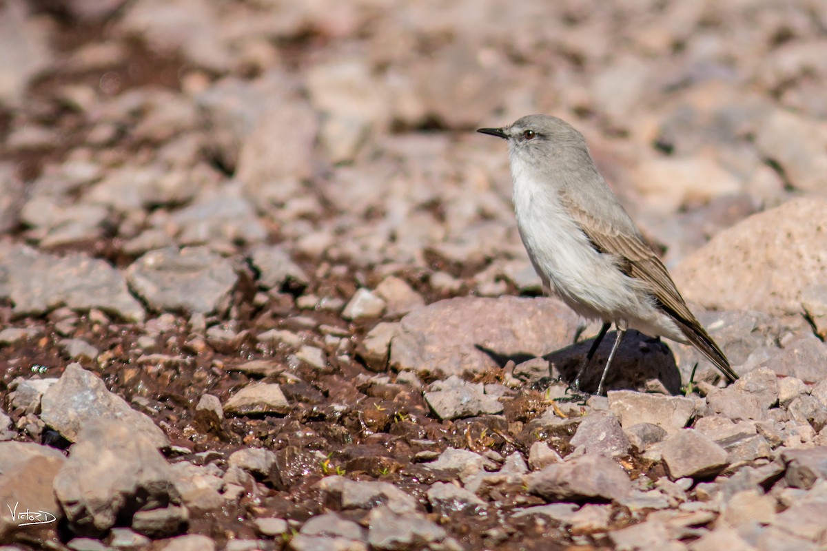 Cinereous Ground-Tyrant - ML120413541