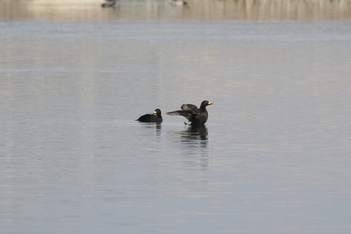 Black Scoter - Russ Morgan