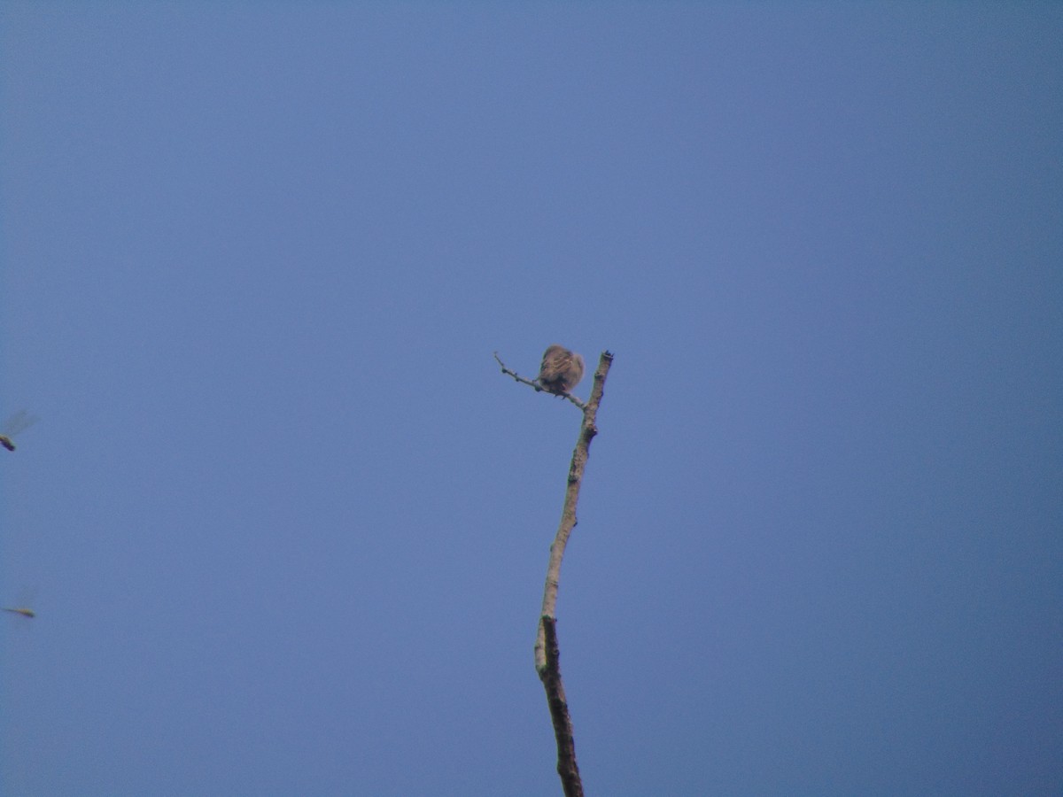 Yellow-throated Sparrow - Gireesan TU