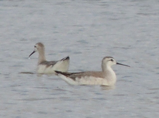 Falaropo Tricolor - ML120418371