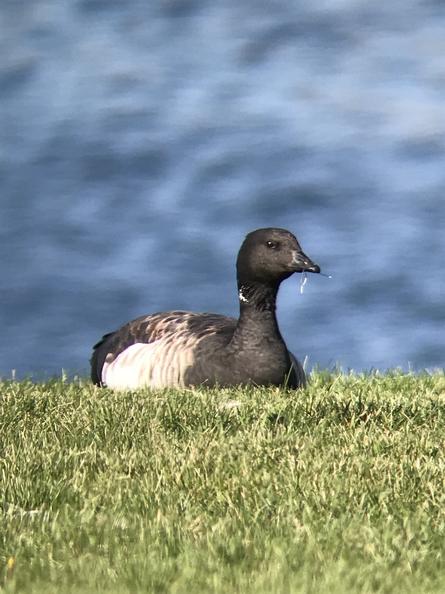 Brant - ML120420361