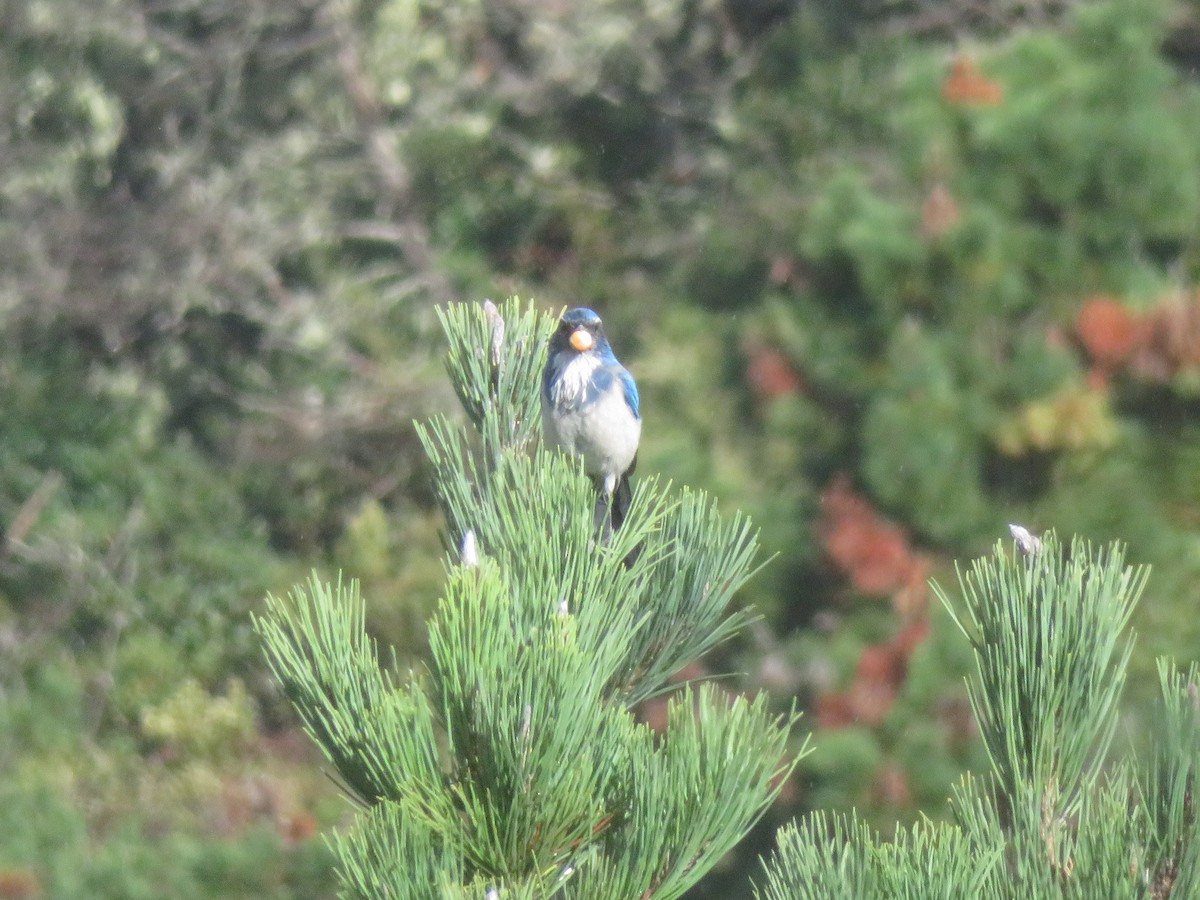 California Scrub-Jay - ML120420491