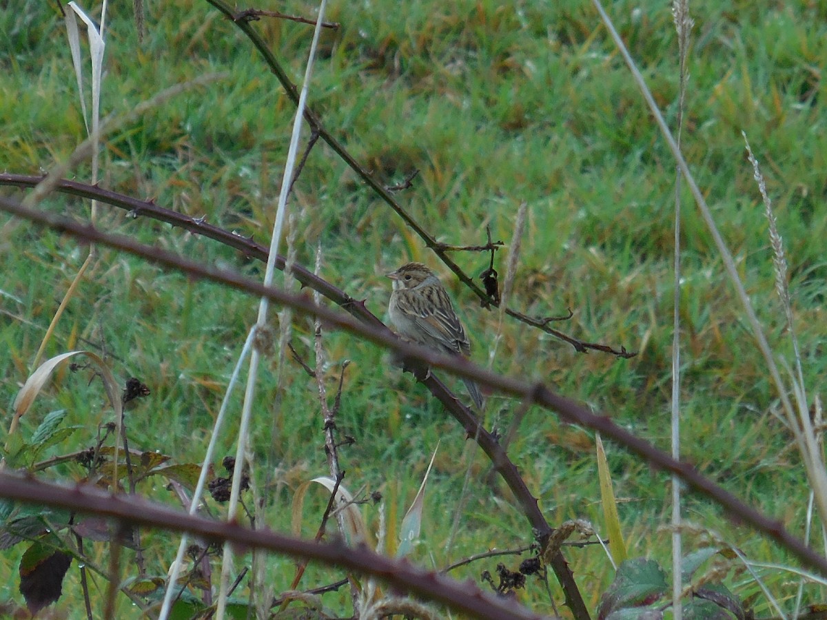 Clay-colored Sparrow - ML120421901