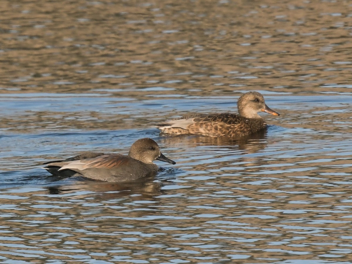 Gadwall - ML120422131