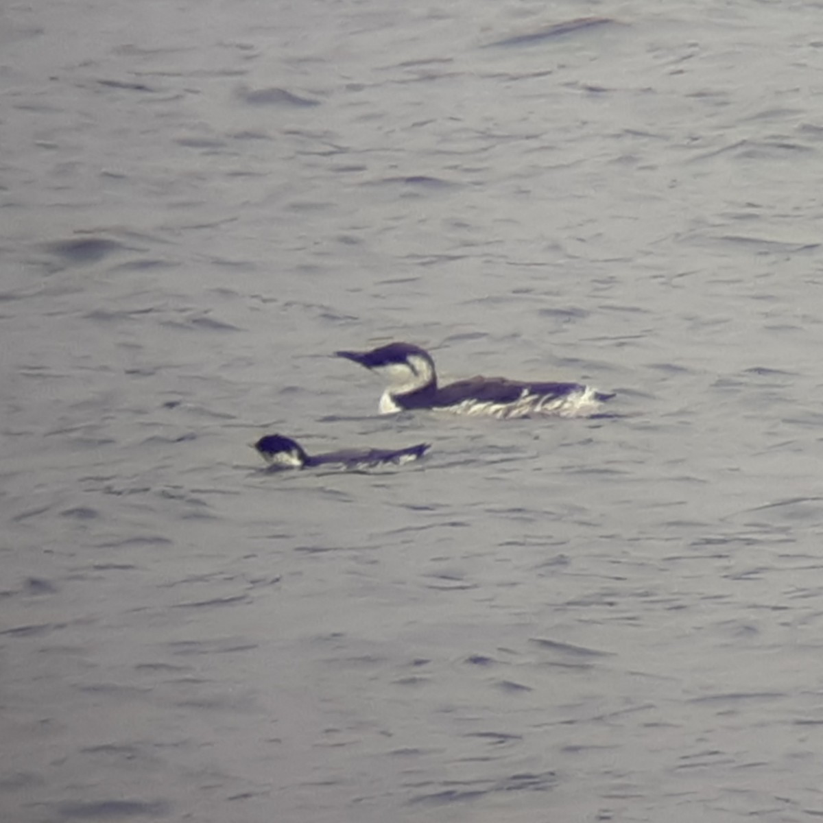 Guillemot à cou blanc - ML120423571