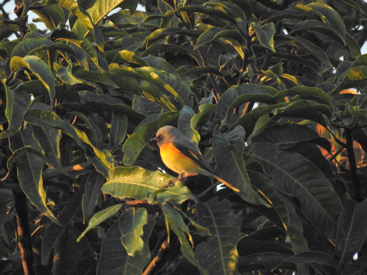 Small Minivet - Sitendu Goswami