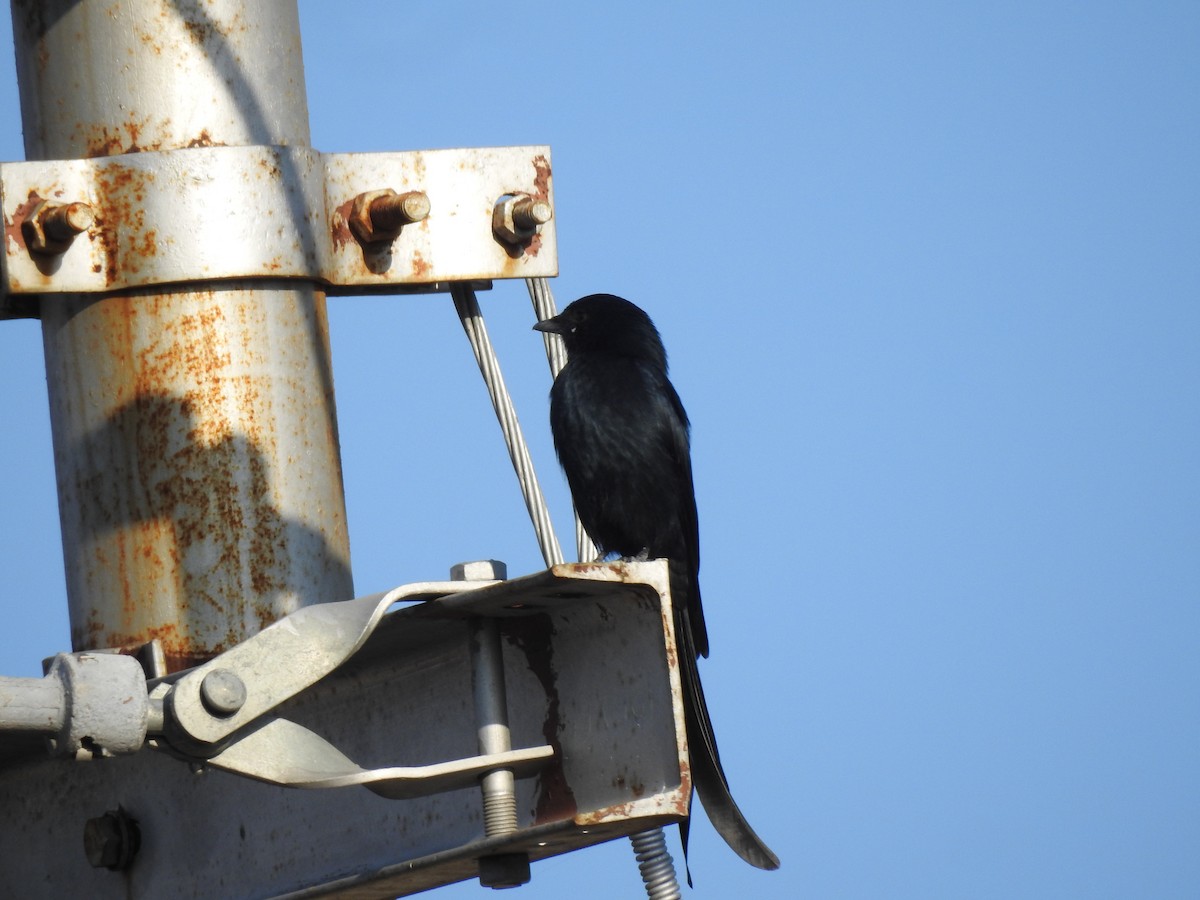 Drongo royal - ML120426171