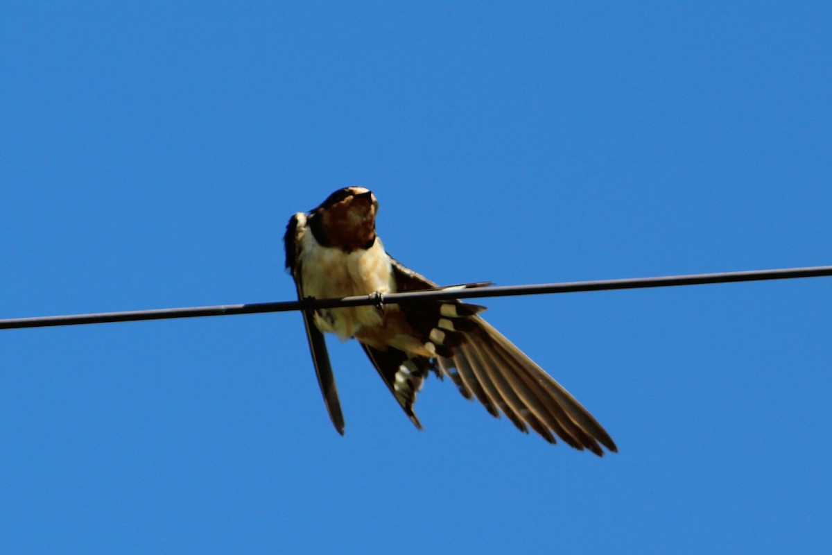 Barn Swallow - ML120427221