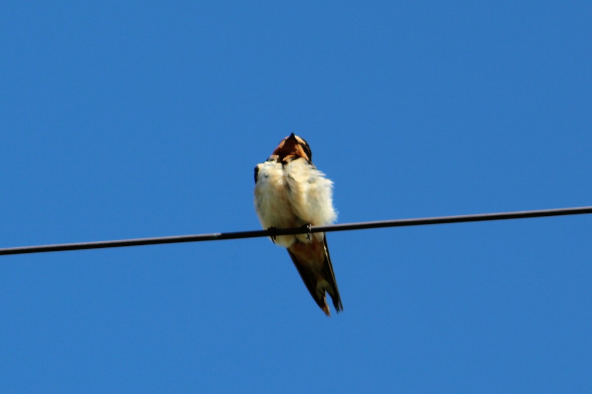 Barn Swallow - ML120427241