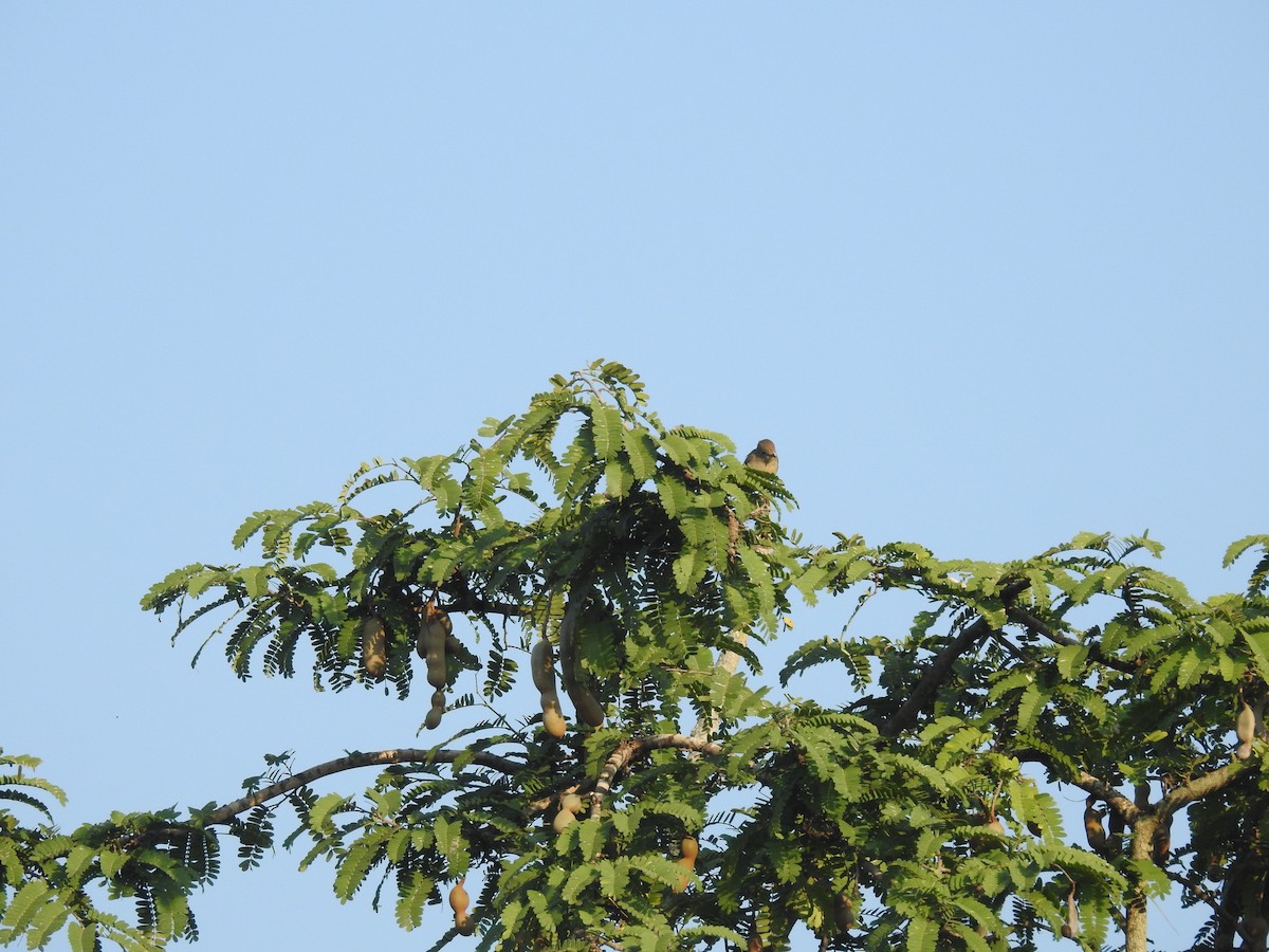 Taiga Flycatcher - ML120427431