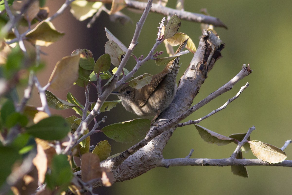 House Wren - ML120428791