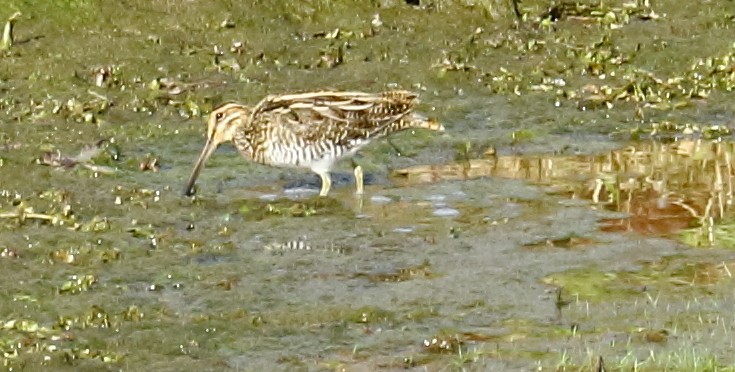 Wilson's Snipe - kevin dougherty