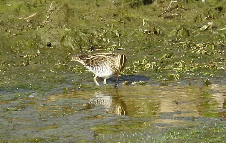 Wilson's Snipe - kevin dougherty