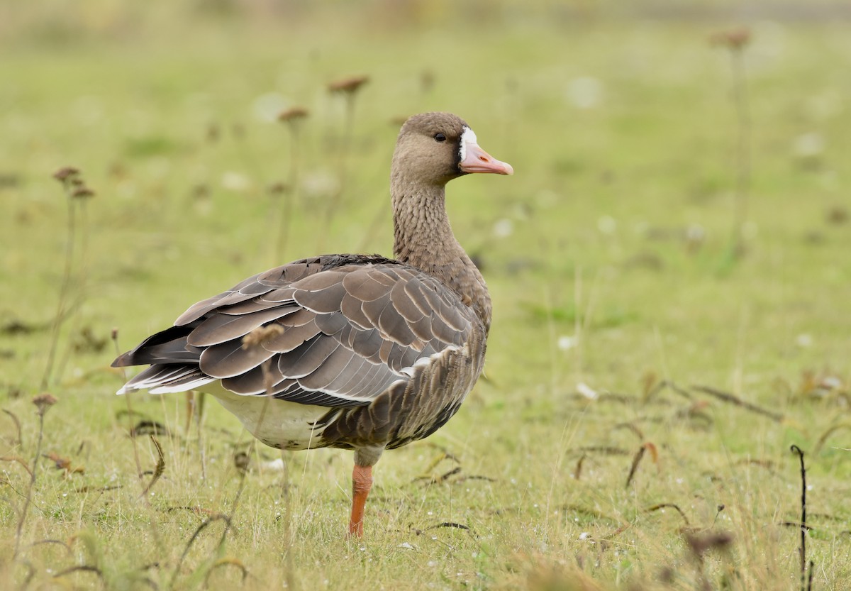 Greater White-fronted Goose - ML120431531