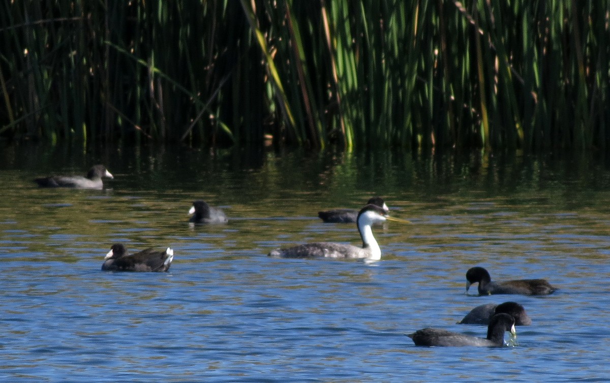 Western Grebe - Diane Drobka