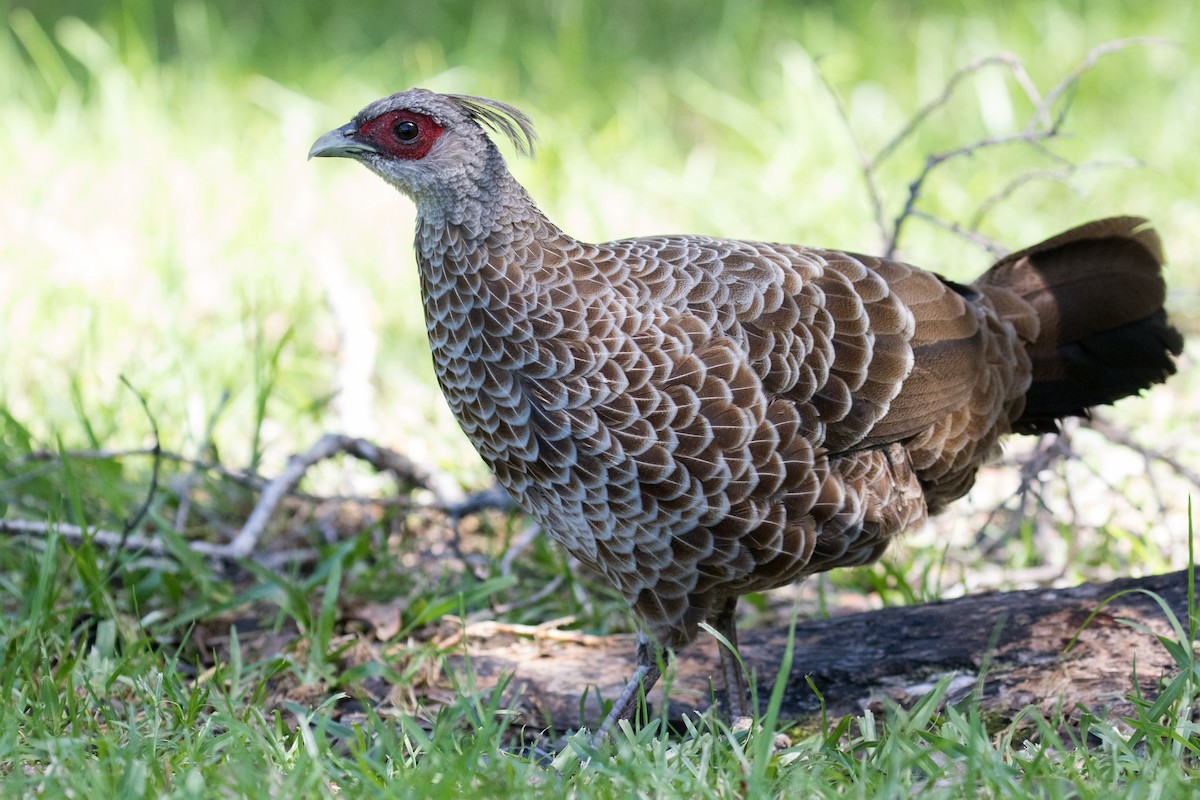 Kalij Pheasant - ML120435381