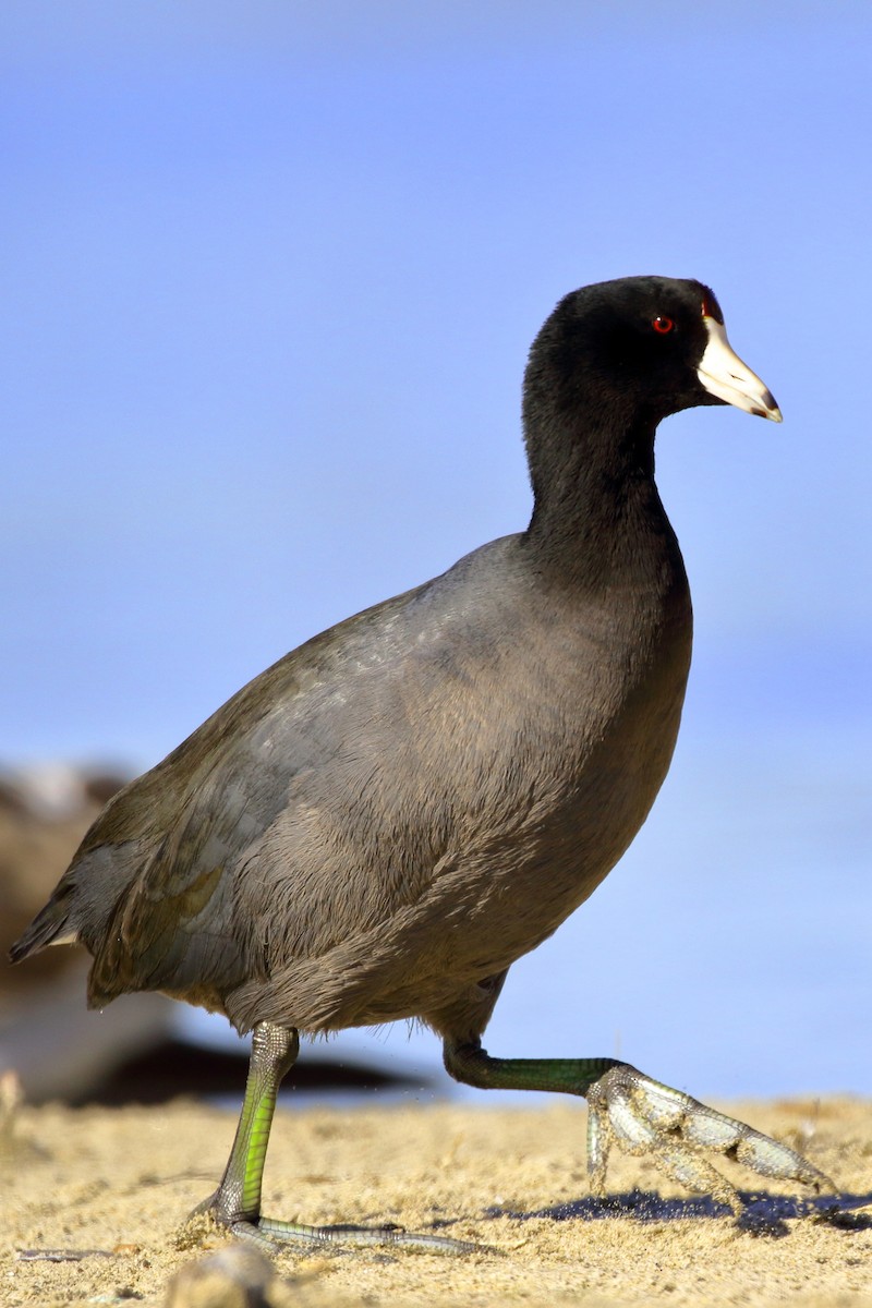 American Coot - ML120436301