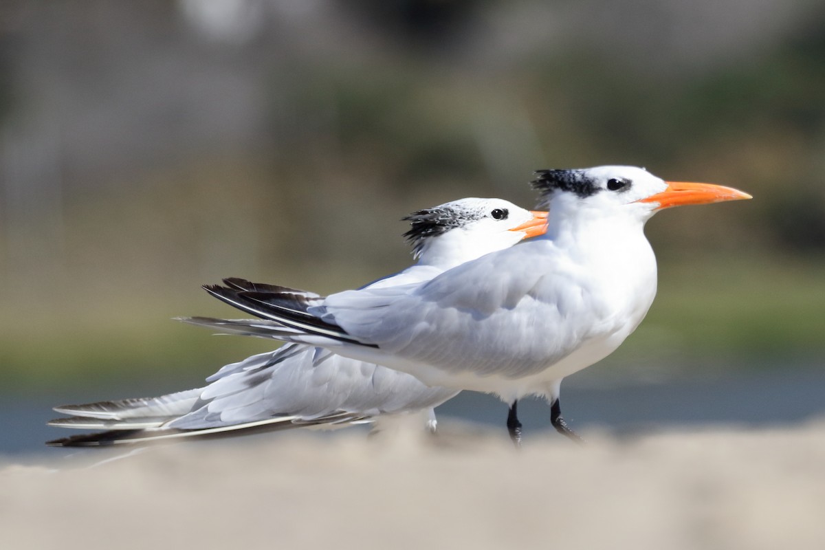 Royal Tern - ML120436341