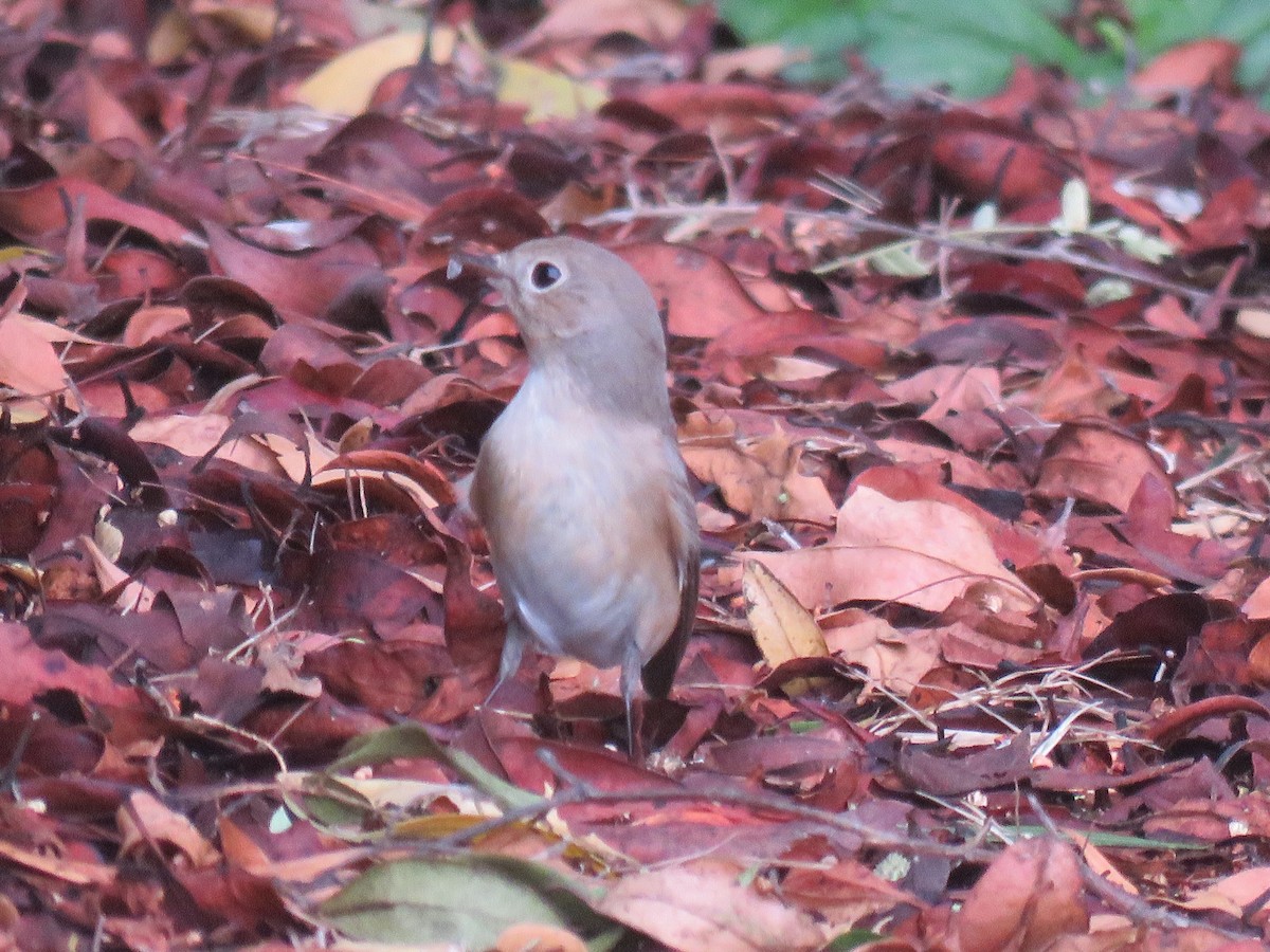 Red-breasted Flycatcher - ML120436841