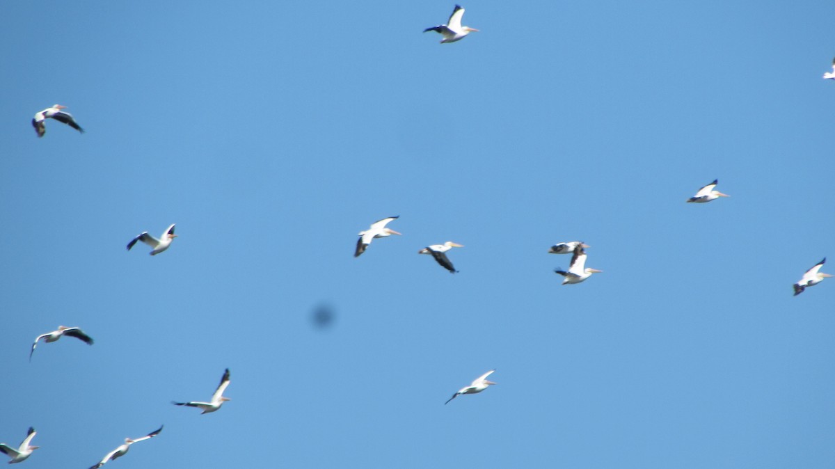 American White Pelican - ML120436901