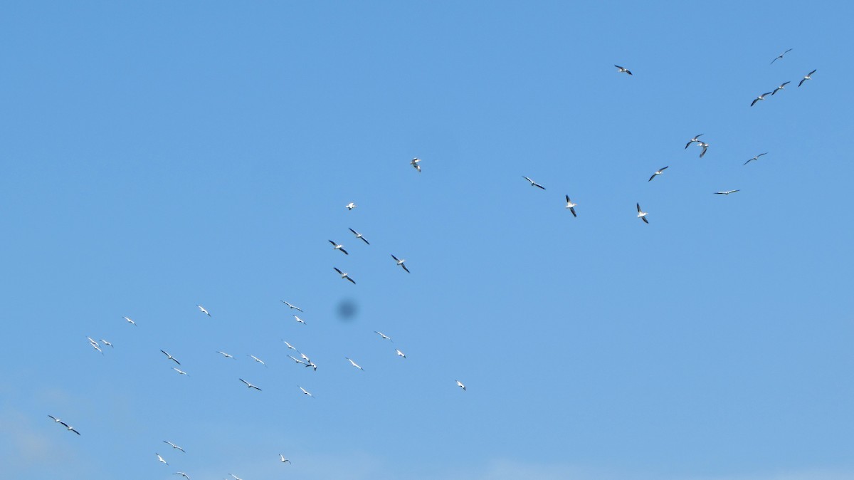 American White Pelican - ML120436911