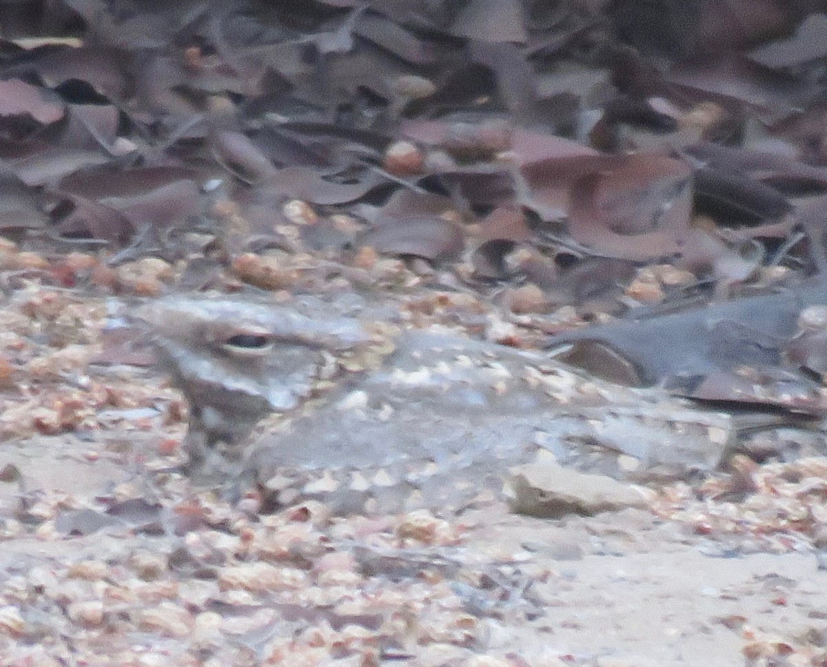 Nubian Nightjar - ML120437011