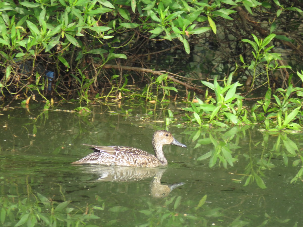 Northern Pintail - ML120437221