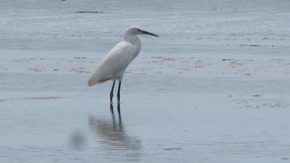 Snowy Egret - ML120439001