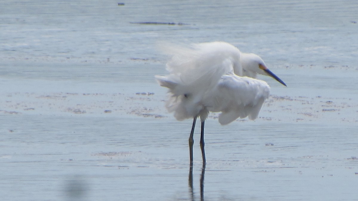 Snowy Egret - ML120439011