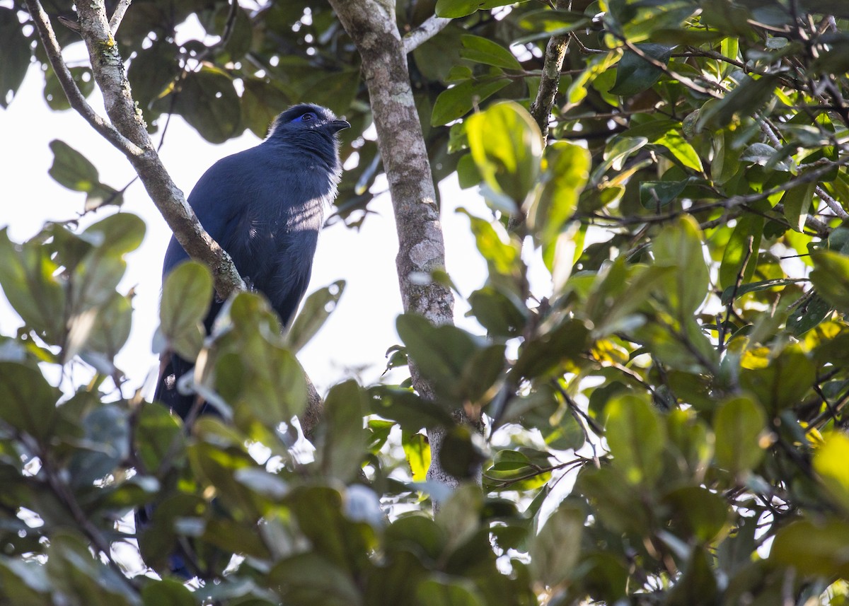 Blue Coua - ML120439171