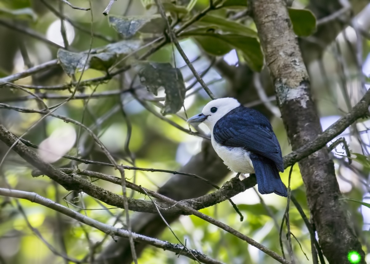 White-headed Vanga - Simon Lane