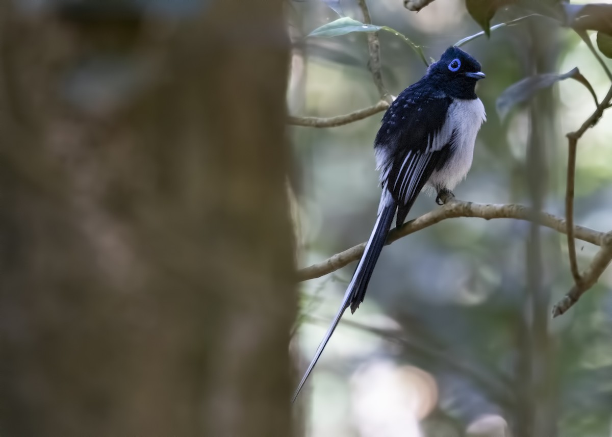 Malagasy Paradise-Flycatcher (Malagasy) - ML120439221