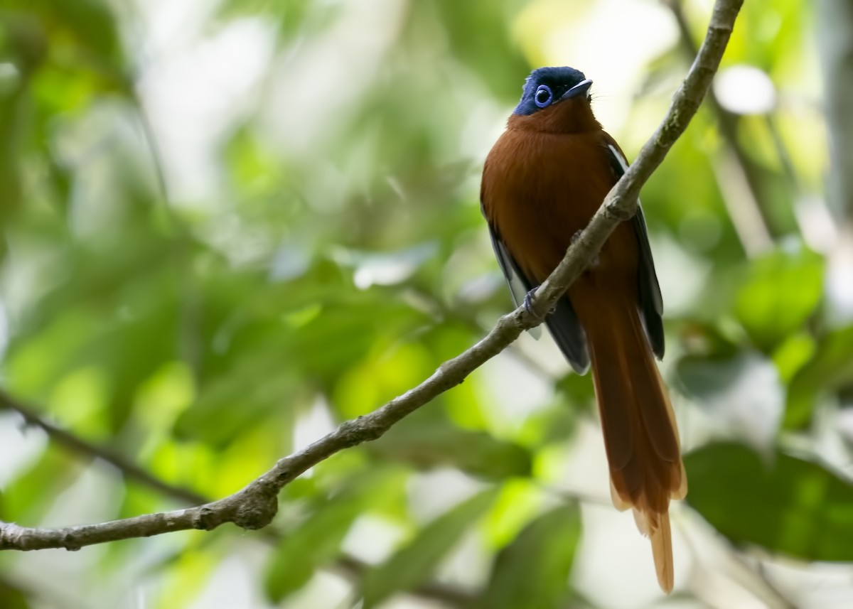 Malagasy Paradise-Flycatcher (Malagasy) - ML120439231